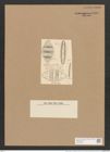 Cymatopleura elliptica var. rhomboides Grun. (de-Toni-Nr.: Genus 54, Species 2410) Zeichnungen Sammlung Grunow Nr. 4860 (NHMW-BOT-W0373038)